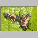 Marienkaeferlarven und Verpuppung - Harmonia axyridis 01.jpg